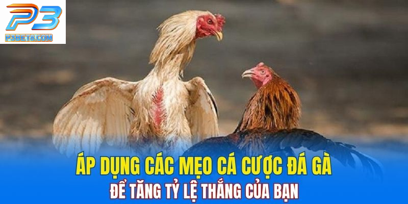 Đá Gà Thomo – Cách Chơi Cực Kỳ Hay Cho Người Mê Đá Gà 4 Áp dụng những mẹo này để tăng khả năng chiến thắng khi tham gia cá cược đá gà
