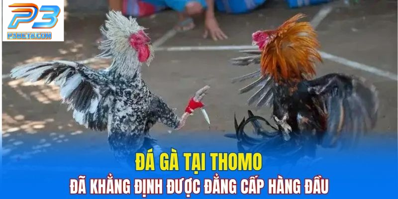 Đá Gà Thomo – Cách Chơi Cực Kỳ Hay Cho Người Mê Đá Gà 2 Đá gà tại Thomo đã khẳng định vị thế hàng đầu trong giới đá gà