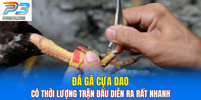 Đá Gà Campuchia Tại P3BET - Khám Phá Bí Quyết Thắng Lớn 3 Đá gà cựa dao có thời gian diễn ra trận đấu rất nhanh.