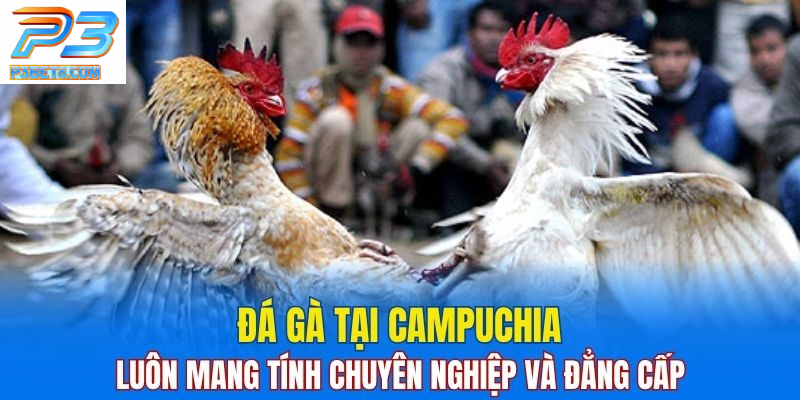 Đá Gà Campuchia Tại P3BET - Khám Phá Bí Quyết Thắng Lớn 1 Đá gà tại Campuchia được tổ chức chuyên nghiệp và quy mô.