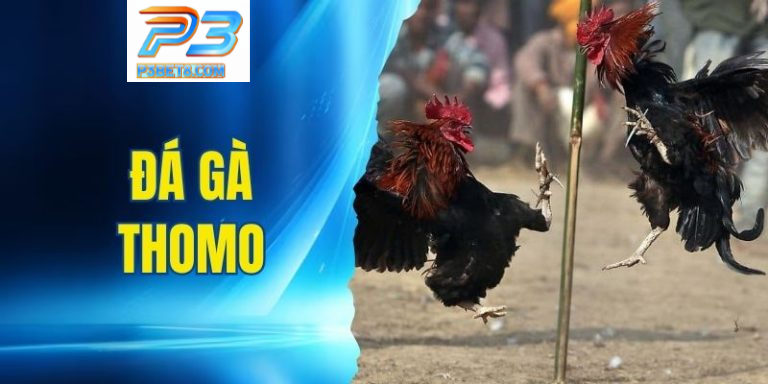 Đá Gà Thomo – Cách Chơi Cực Kỳ Hay Cho Người Mê Đá Gà 5 Đá Gà Thomo – Cách Chơi Cực Kỳ Hay Cho Người Mê Đá Gà