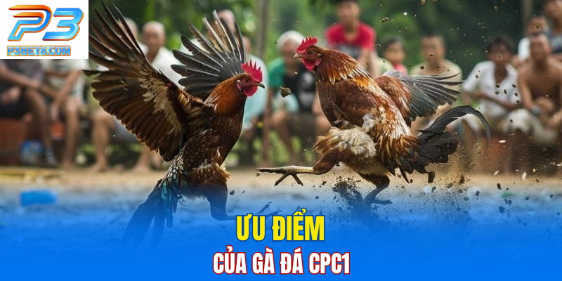 Đá Gà CPC1: Điểm Đến Hấp Dẫn Cho Tín Đồ Gà Chọi 3 Điều gì làm nên sức hút của đá gà CPC1?