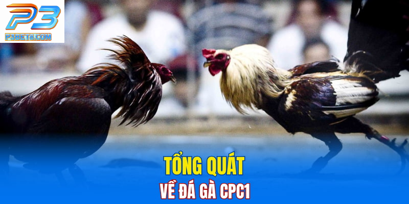 Đá Gà CPC1: Điểm Đến Hấp Dẫn Cho Tín Đồ Gà Chọi 3 Giới thiệu chung về đá gà CPC1