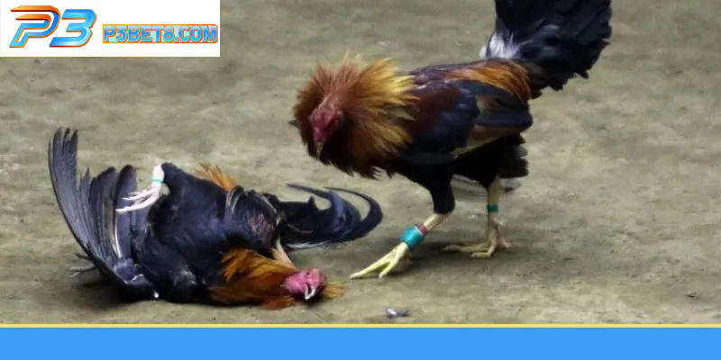 Đá Gà Cựa Dao P3– Sức Hấp Dẫn Từ Những Trận Đấu Nhanh 4 Đá Gà Cựa Dao P3– Sức Hấp Dẫn Từ Những Trận Đấu Nhanh