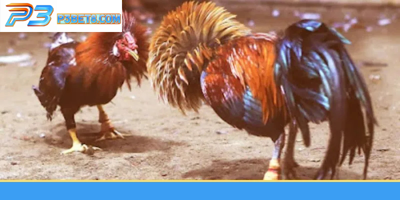 Đá Gà Cựa Dao P3– Sức Hấp Dẫn Từ Những Trận Đấu Nhanh 3 Thời gian thi đấu nhanh chóng và đầy kịch tính giữa hai chiến kê.